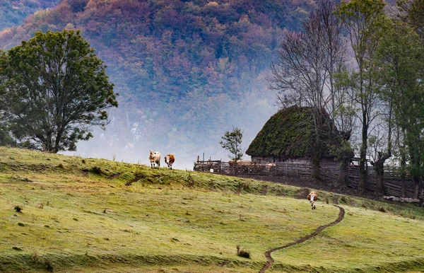 Wiejska Rumunia Piękny Mglisty Poranny Krajobraz Górach Apuseni — Zdjęcie stockowe