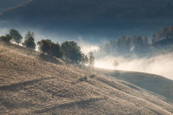 Güzel sonbahar erken doğası. Arka plandaki sisli ağaçlar dağlarda.