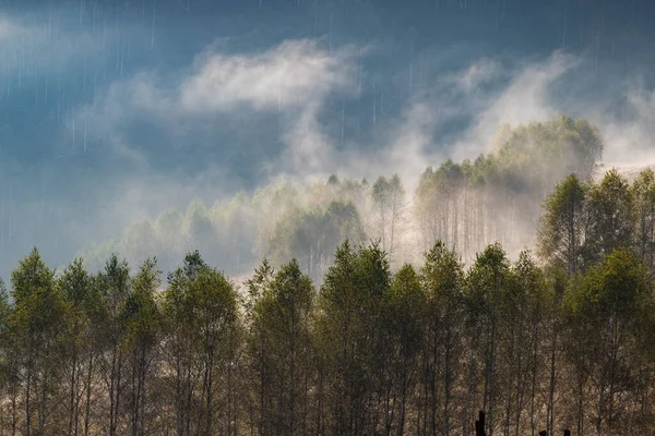 Schöne Frühe Herbst Natur Hintergrund Neblige Bäume Den Bergen — Stockfoto