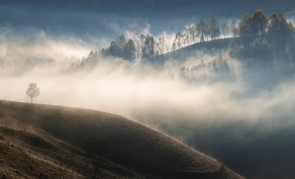Красивые Ранней Осенью Природный Фон Туманные Деревья Горах — стоковое фото