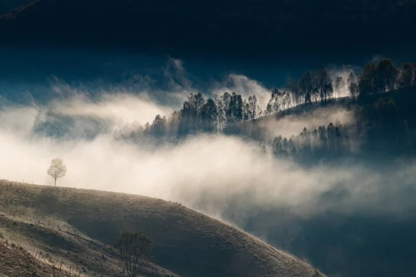 美しい初秋の自然背景霧深い山の木々 — ストック写真