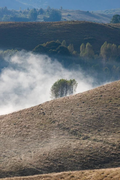 Güzel sonbahar erken doğası. Arka plandaki sisli ağaçlar dağlarda.
