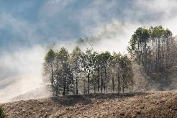 Güzel sonbahar erken doğası. Arka plandaki sisli ağaçlar dağlarda.