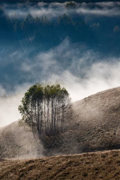 Güzel sonbahar erken doğası. Arka plandaki sisli ağaçlar dağlarda.
