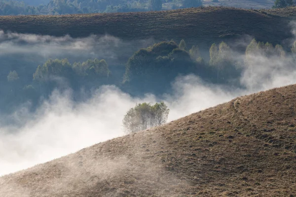 Güzel sonbahar erken doğası. Arka plandaki sisli ağaçlar dağlarda.