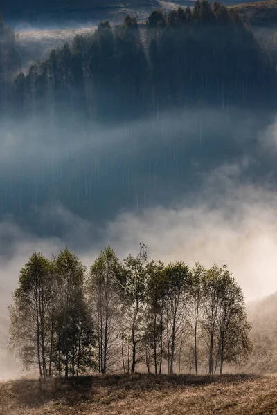 Güzel sonbahar erken doğası. Arka plandaki sisli ağaçlar dağlarda.