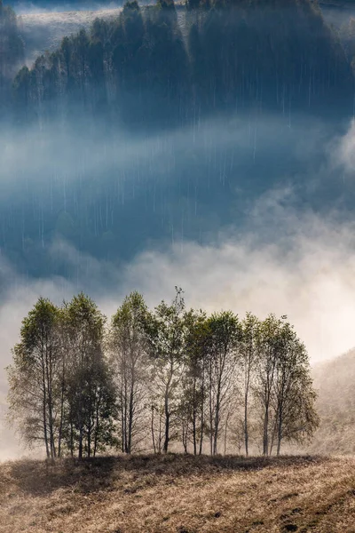 Güzel sonbahar erken doğası. Arka plandaki sisli ağaçlar dağlarda.