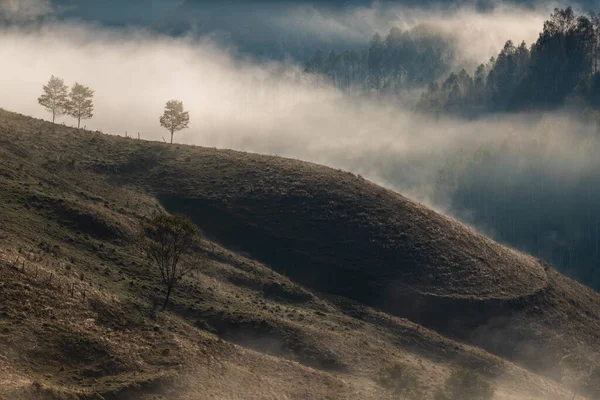 Beautiful Early Autumn Nature Background Foggy Trees Mountains — Stock Photo, Image