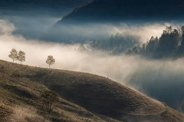 Güzel sonbahar erken doğası. Arka plandaki sisli ağaçlar dağlarda.