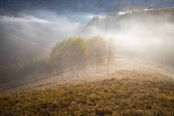 Güzel Sonbahar Erken Doğası Arka Plandaki Sisli Ağaçlar Dağlarda — Stok fotoğraf