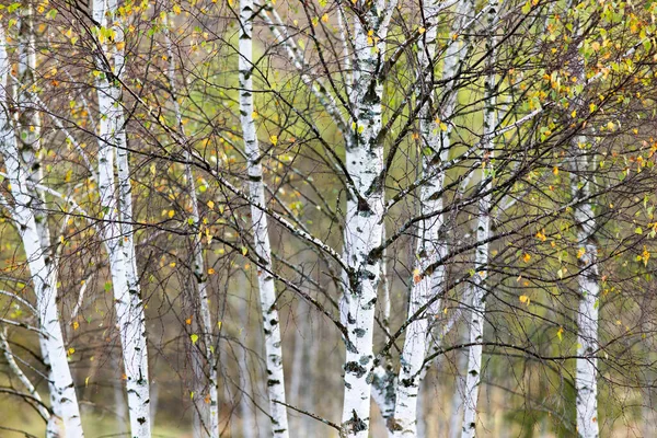 Bonito Início Outono Natureza Fundo Nevoeiro Árvores Nas Montanhas — Fotografia de Stock