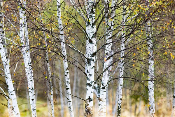 美しい初秋の自然背景霧深い山の木々 — ストック写真