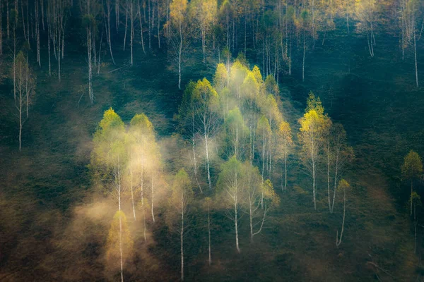 Mooie Vroege Herfst Natuur Achtergrond Mistige Bomen Bergen — Stockfoto