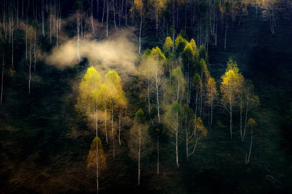 Piękna Wczesna Jesień Natura Tło Mgliste Drzewa Górach — Zdjęcie stockowe