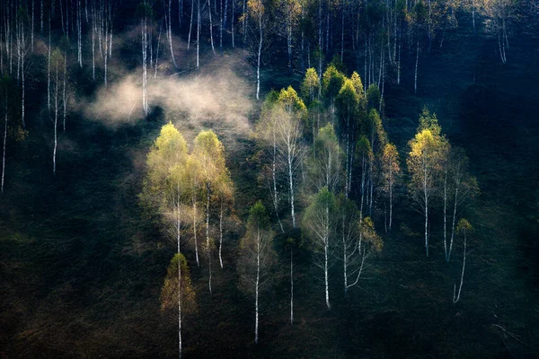 Mooie Vroege Herfst Natuur Achtergrond Mistige Bomen Bergen — Stockfoto