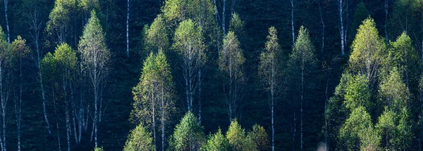 Beautiful Early Autumn Nature Background Foggy Trees Mountains — Stock Photo, Image