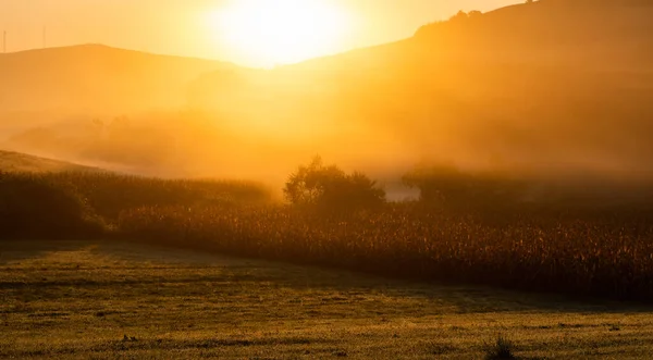 Удивительная Панорама Золотых Кукурузных Полей Осенью Восхода Солнца — стоковое фото