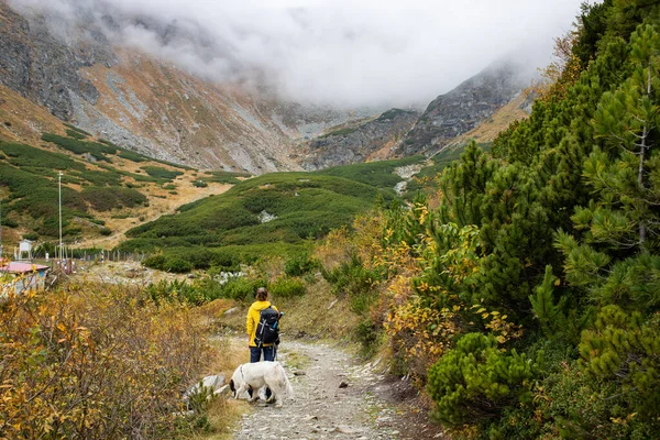 Kadın Köpek Yüksek Dağlarda Yürüyorlar — Stok fotoğraf