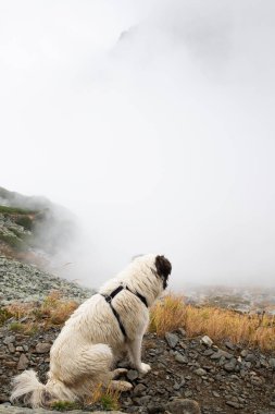 Beyaz köpek sisli dağlarda