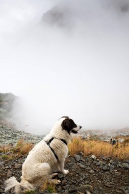 Beyaz köpek sisli dağlarda