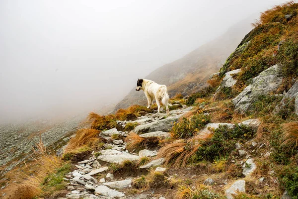 Witte Hond Mistige Bergen — Stockfoto