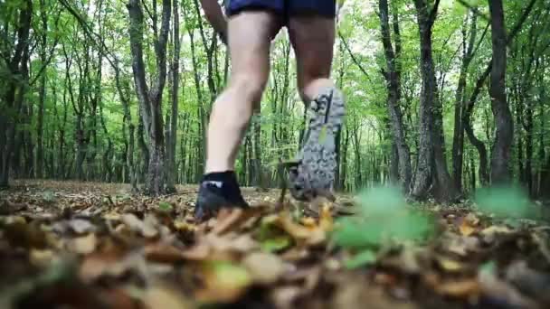Człowiek Biegający Lesie Białym Psim Szlakiem — Wideo stockowe