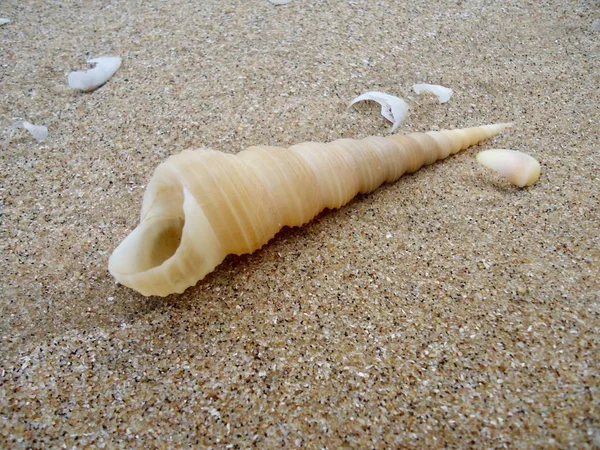 Gastropodes Coquille Marine Faune Océan — Photo