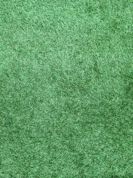 Background from texture of grass