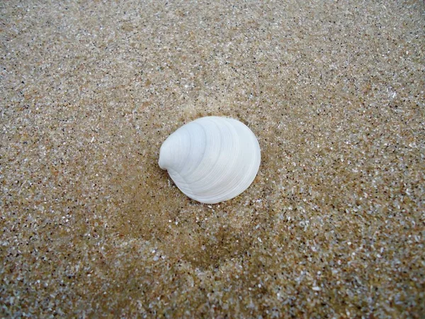 Sea Shell Wildlife Ocean — Stock Photo, Image