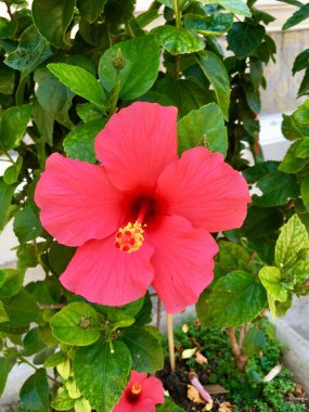 Kırmızı Hibiscus çiçek atış kapatın 