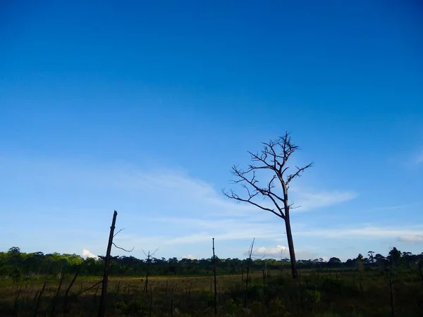 Sozinha Árvore Seca Temporada Verão Com Céu Azul Nuvens Sensação — Fotografia de Stock