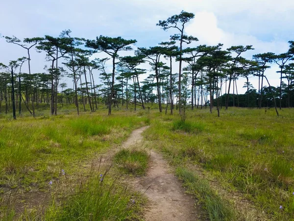 ของต นสนและสนามส นทางในป ทยานแห งชาต ซอยดาว ประเทศไทย — ภาพถ่ายสต็อก