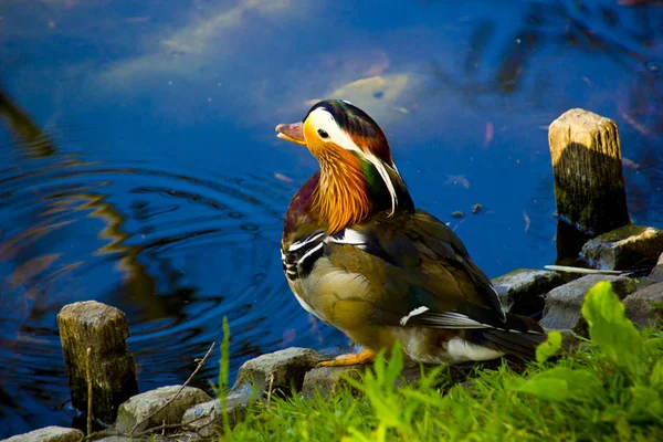 The Mandarin Duck is a bird species native to East Asia.As a decorative wing, this duck species has been very busy for centuries.
