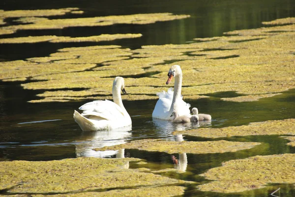 Små Unga Swan Barn Utforska Området Föräldrarna Noga Med Att — Stockfoto
