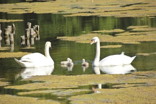 Small young swan children explore the area.The parents are careful that nothing happens.