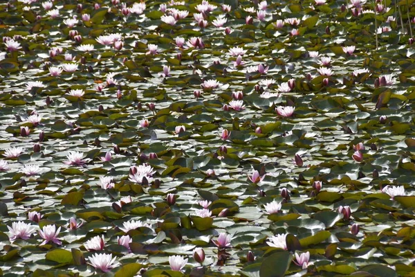 Water lilies specialize in life in ponds and lakes.They anchor themselves in the mud of the watered.As an aquatic plant, the water lily belongs to the hydrophytes and has some special adaptations.