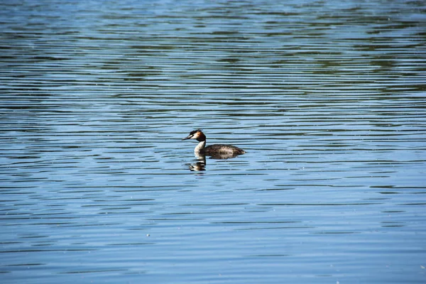 Oiseau Eau Sur Lac Berlin Regarder Nature Est Bon Pour — Photo