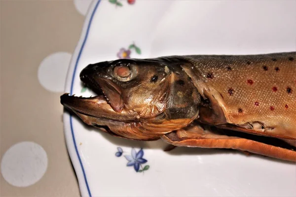 Alabalık Salmo Trutta Familyasından Bir Balık Salmo Cinsi Alabalık Bir — Stok fotoğraf