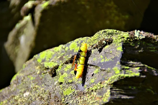 Kum eşek arıları (Ammophila) mezar eşek arıları (Spheciformes) Sphecidae ailesinden bir cins vardır. / Saklanma yeri için kayrak taş üzerinde onun yakalanan larva kum yabanarısı taşır.