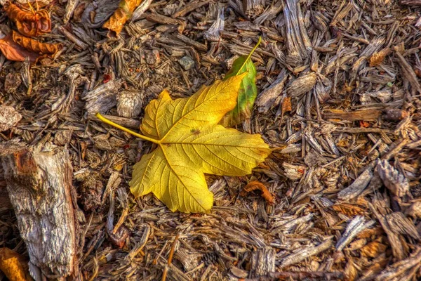 Gelbe Herbstblätter Auf Dem Hintergrund Ein Altes Holz Hintergrund Für — Stockfoto