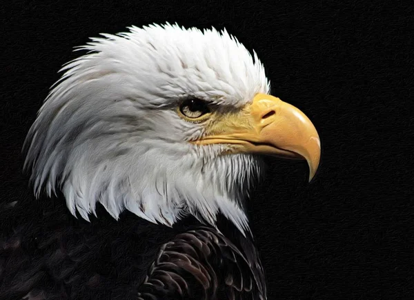 White-headed eagle heraldic bird of the United States of America — Stock Photo, Image