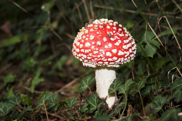 Red Fly Agaric Species Central Europe Appearing June Winter Mushroom — Stock Photo, Image