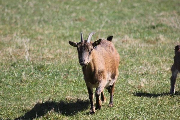 Ziegen Leben Auf Einer Wiese Frei Herumstreunend Biolandbau Artgerechte Tierhaltung — Stockfoto