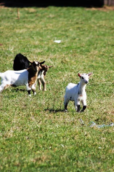 生活在草地上的山羊自由漫游 有机农业 专业畜牧业 — 图库照片