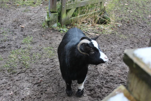 Ziegen Leben Auf Einer Wiese Frei Herumstreunend Biolandbau Artgerechte Tierhaltung — Stockfoto