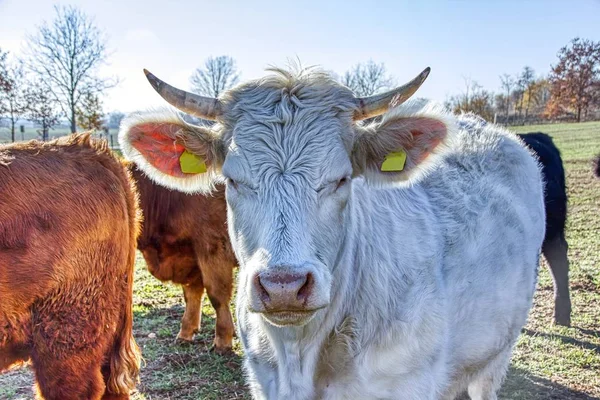 Alte Rinderrassen Die Auf Einer Weide Gehalten Werden Ökolandbau — Stockfoto