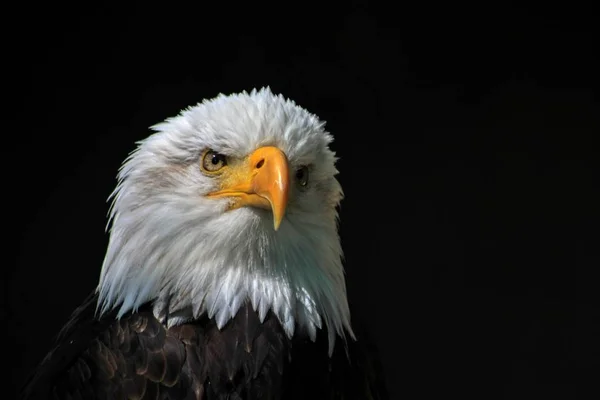 Białogłowy Zobacz Orzeł Heraldyczne Bird Stany Zjednoczone Ameryki — Zdjęcie stockowe