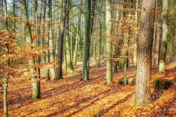 Piękny Jesienny Las Wieczorem Światło Kolorowe Romantyczny — Zdjęcie stockowe