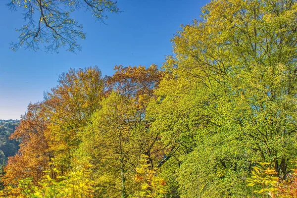 Magiczny Świat Lasu Kolorowy Kolory Piesze Wędrówki Przyrodzie Jest Dobry — Zdjęcie stockowe