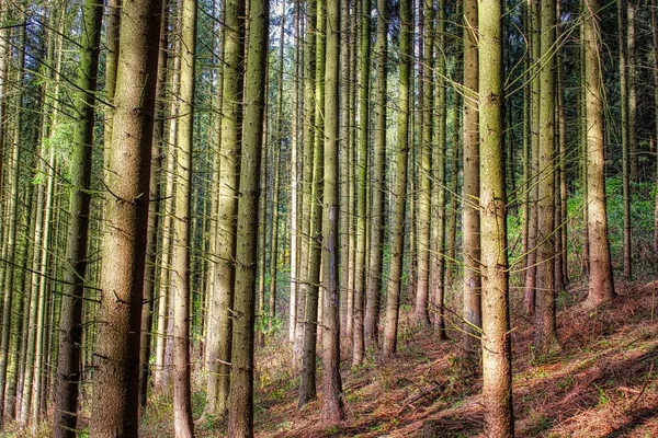 Magiczny Świat Lasu Kolorowy Kolory Piesze Wędrówki Przyrodzie Jest Dobry — Zdjęcie stockowe